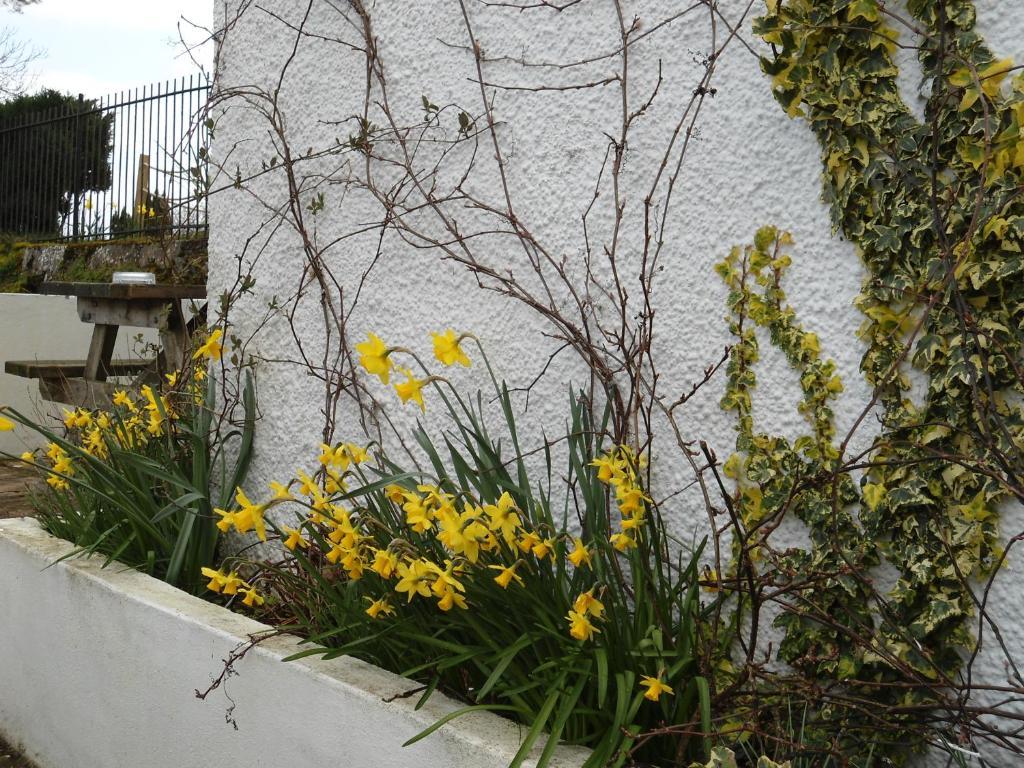 Harvest Home Guest House Tavistock  Extérieur photo